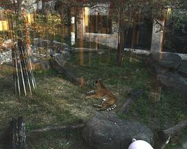 Three Tigers and Bare-Breasted Women