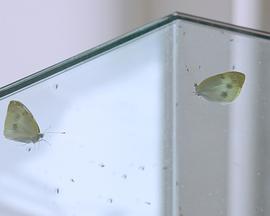 光合作用的死亡